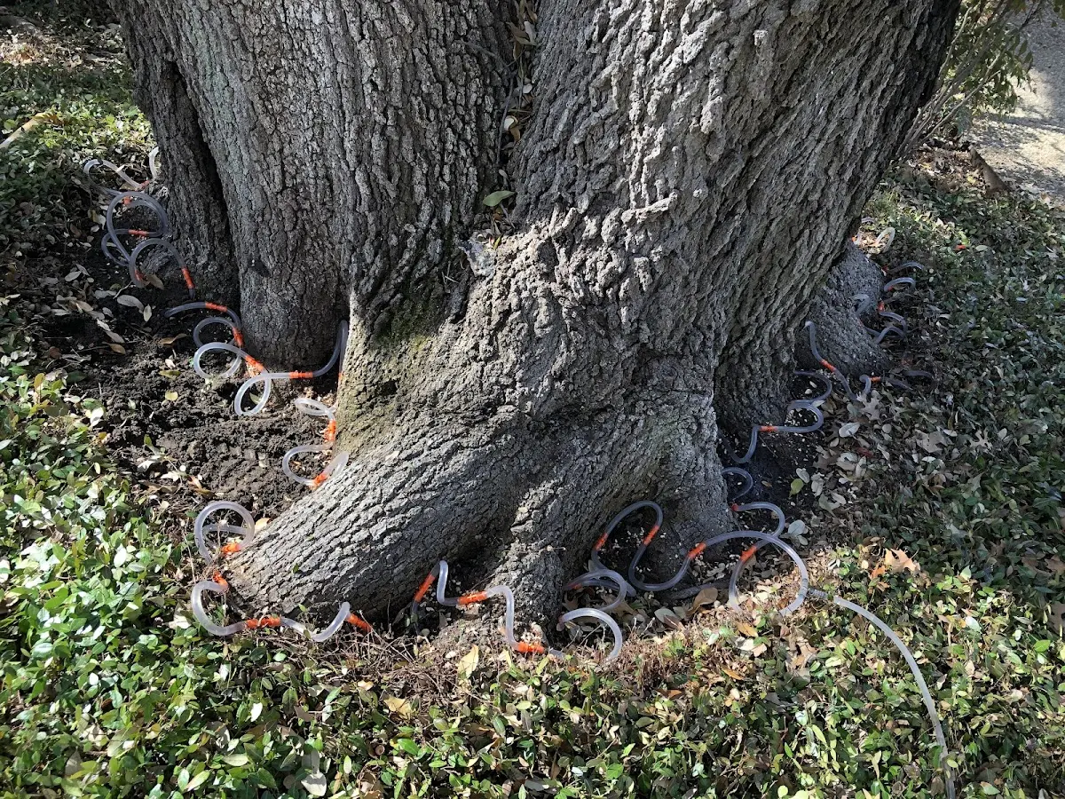 Detailed Tree Cabling and Bracing job site in Rockhill Furnace