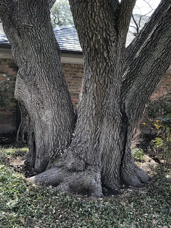 Mature heritage tree close to a Rockhill Furnace property cared for by certified arborists